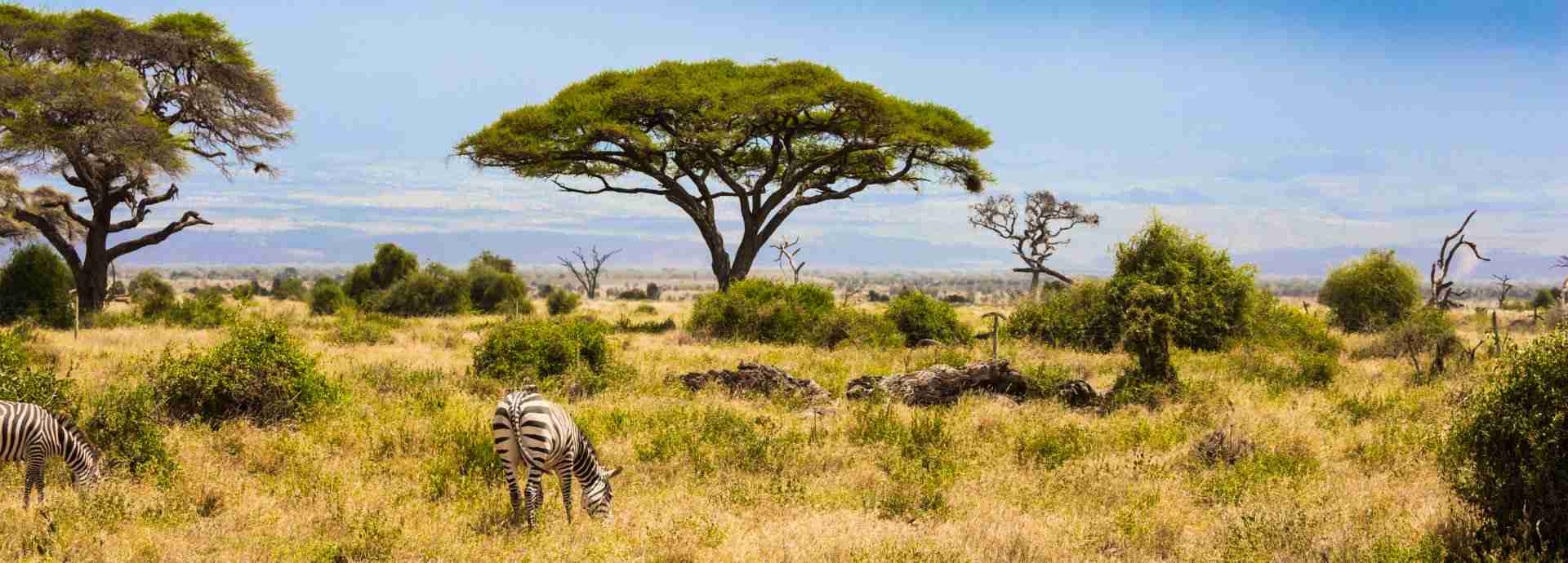 Zebra's grazing in view of Mount Kilimanjaro.